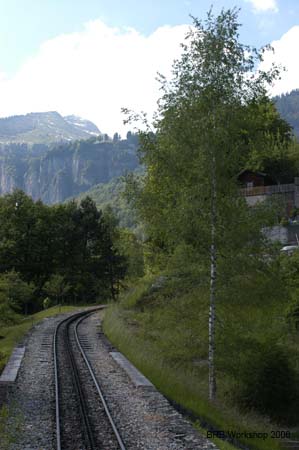 Birke, Planalpfluh